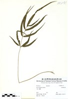 藏品(長葉鳳尾蕨)的圖片
